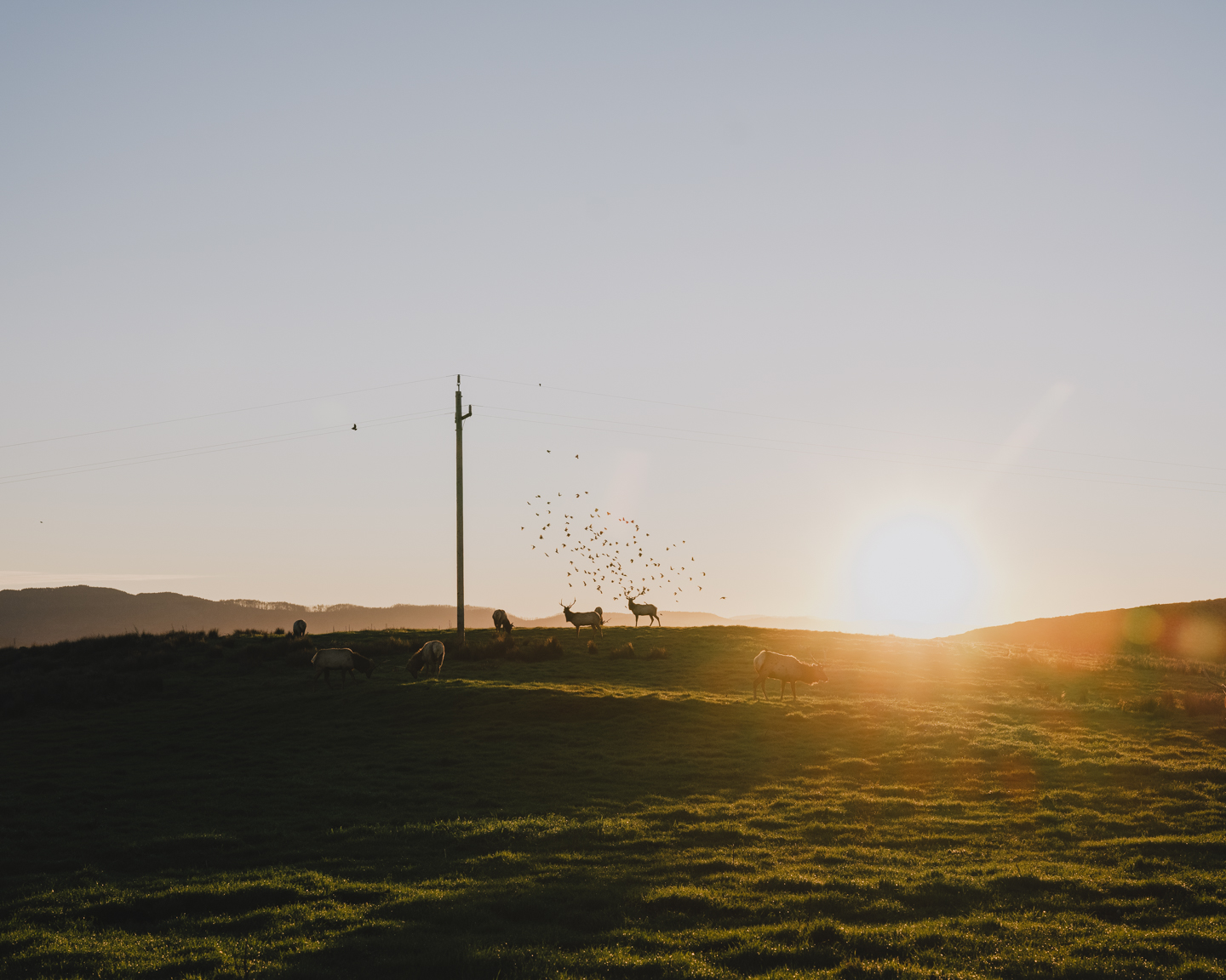 Commission photograph 5