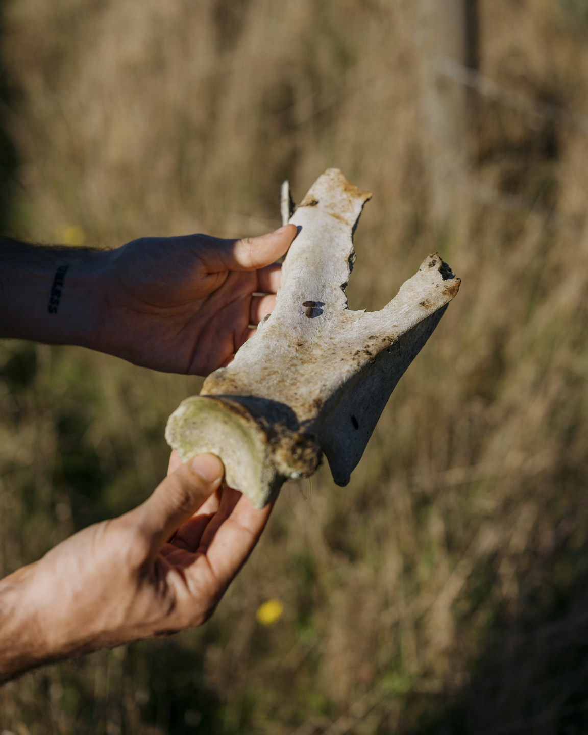 Commission photograph 8