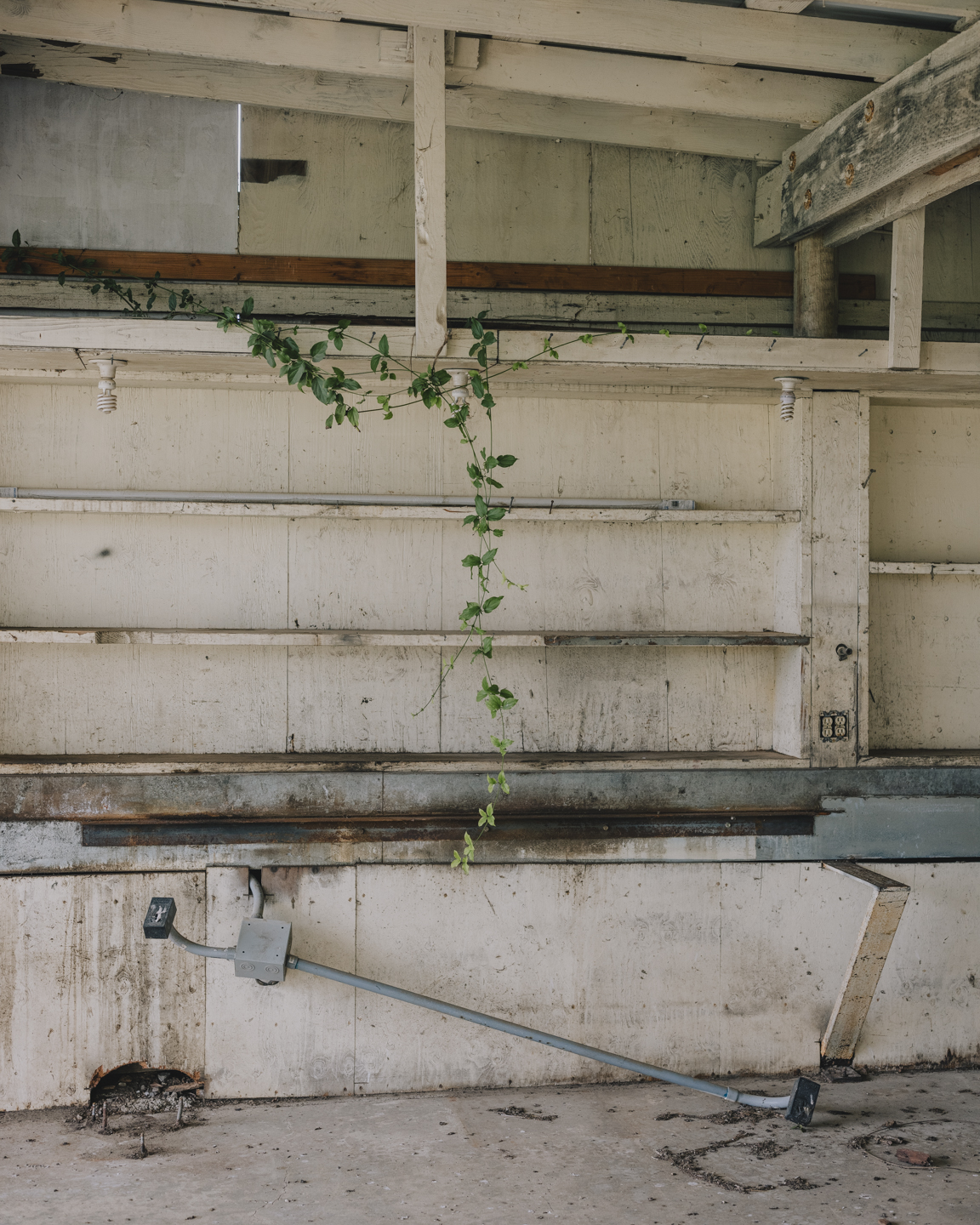 Commission photograph 12