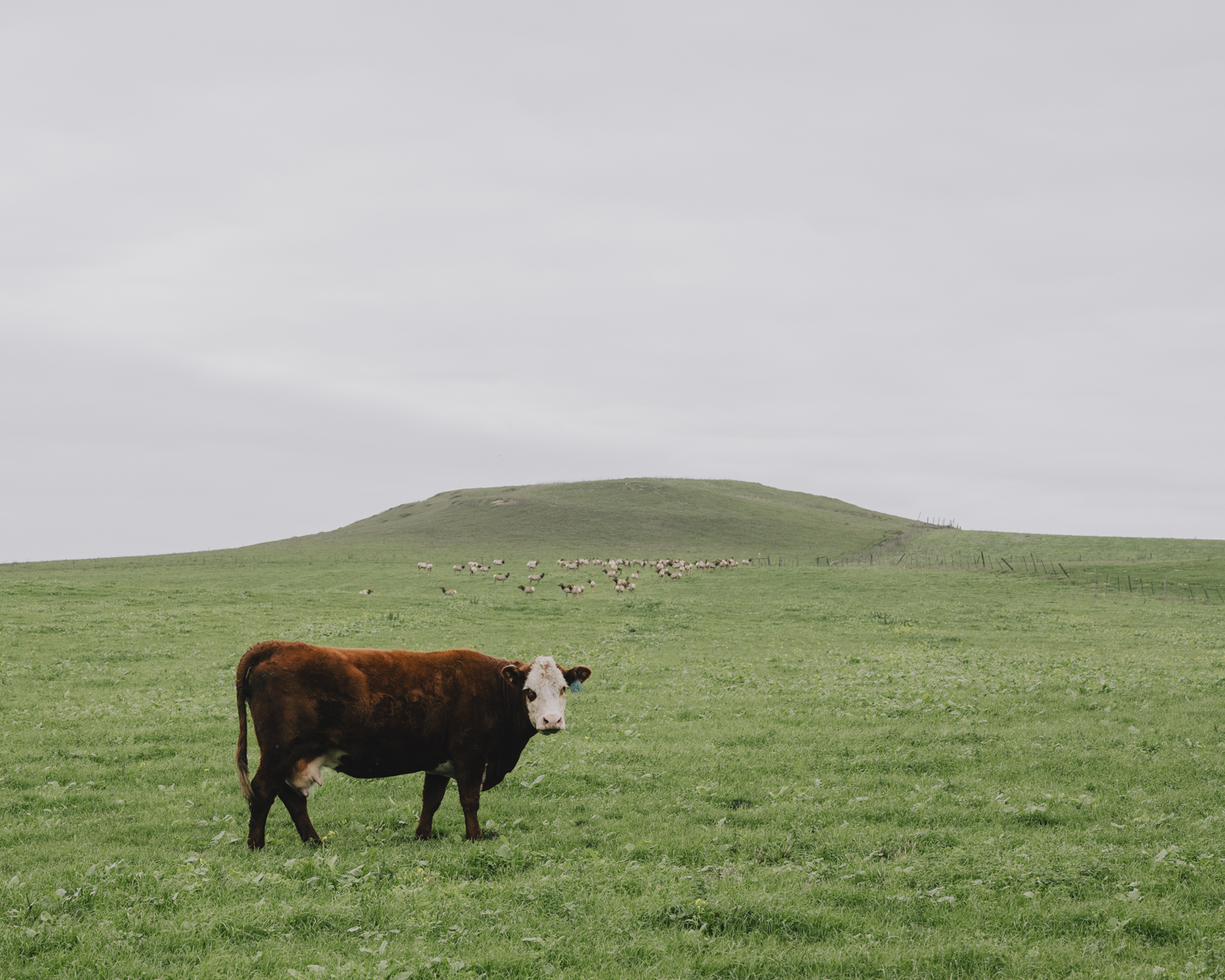 Commission photograph 13