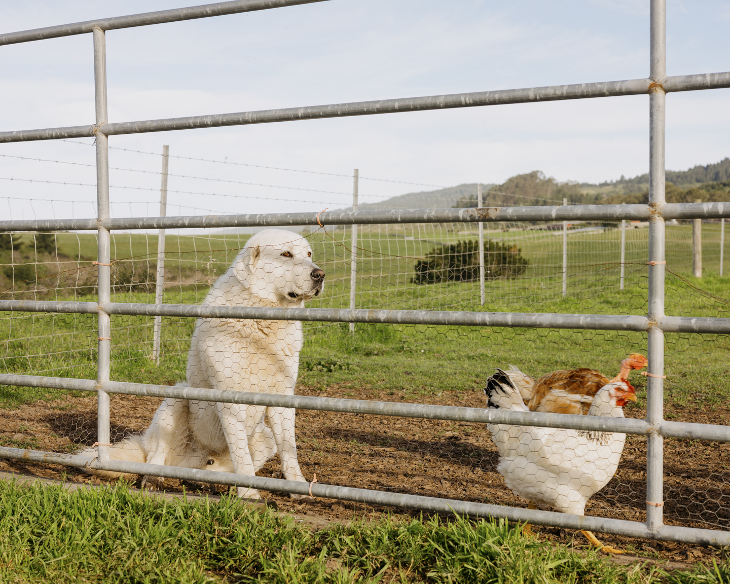 Commission photograph 47