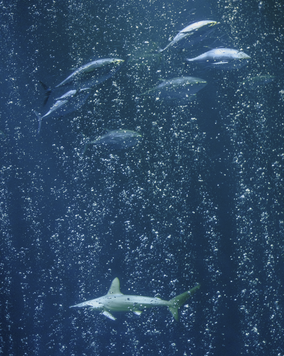 Commission photograph 66