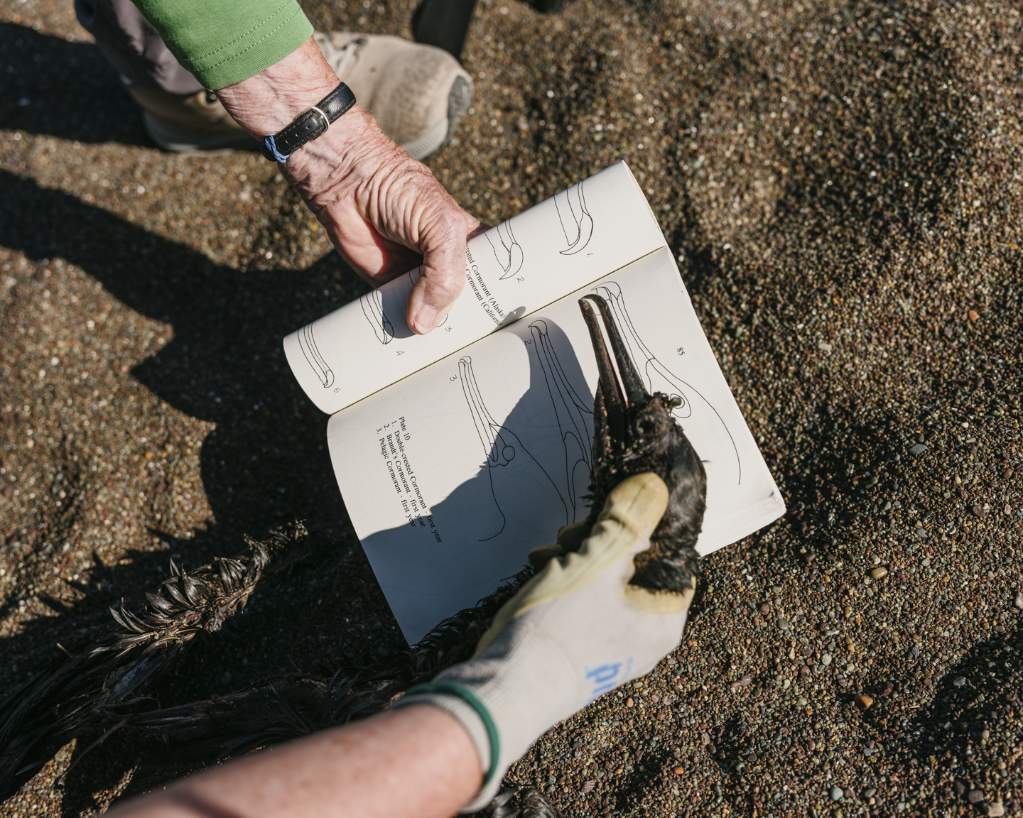 Commission photograph 71