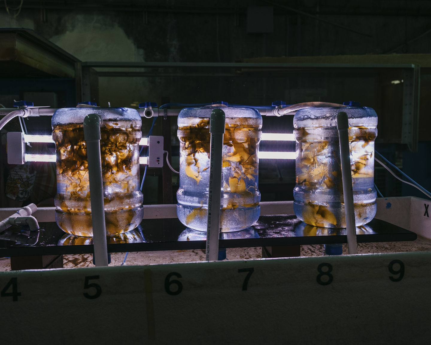 Commission photograph 74