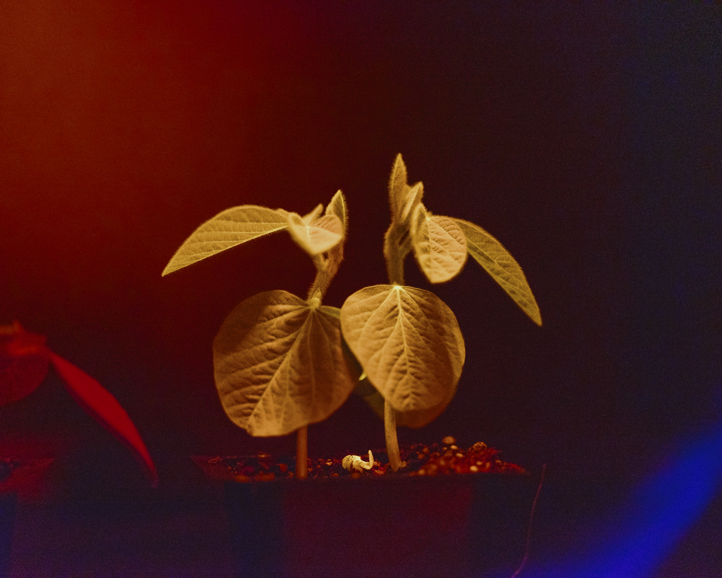 Commission photograph 91