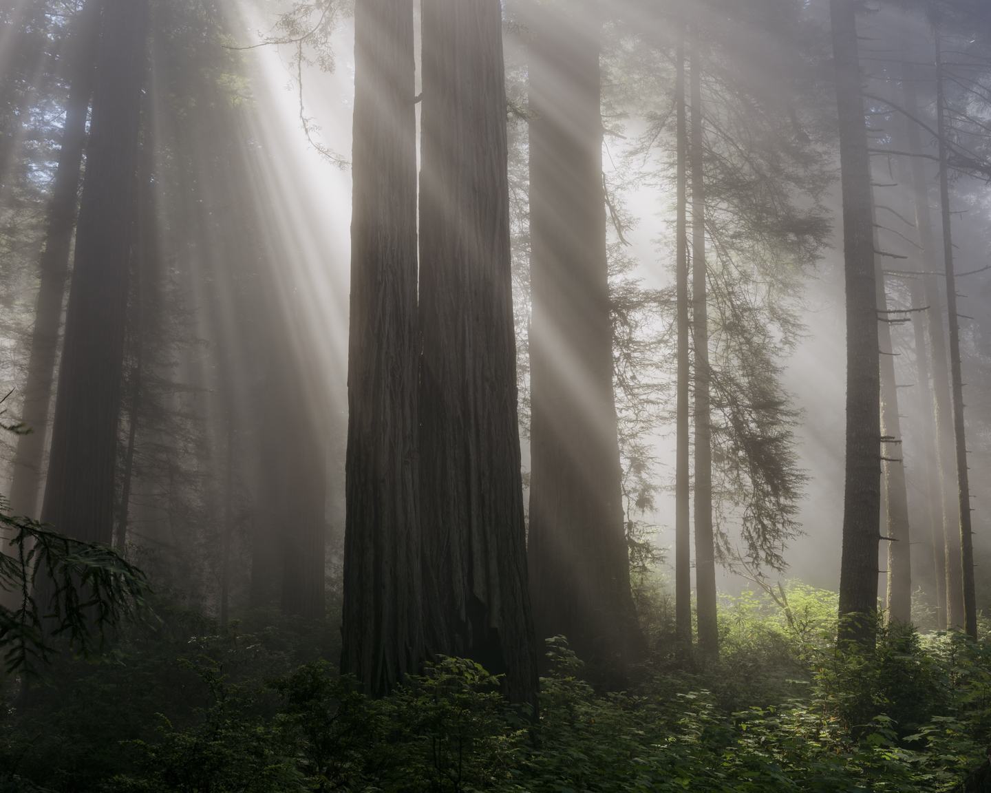 Commission photograph 102