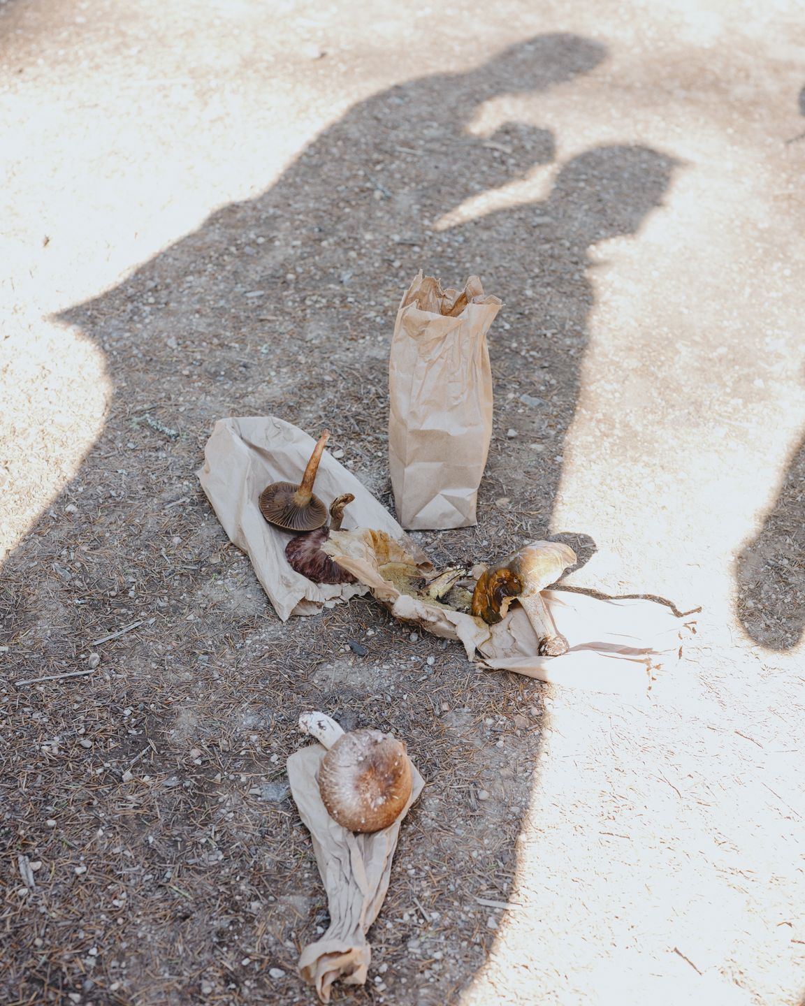 Commission photograph 114