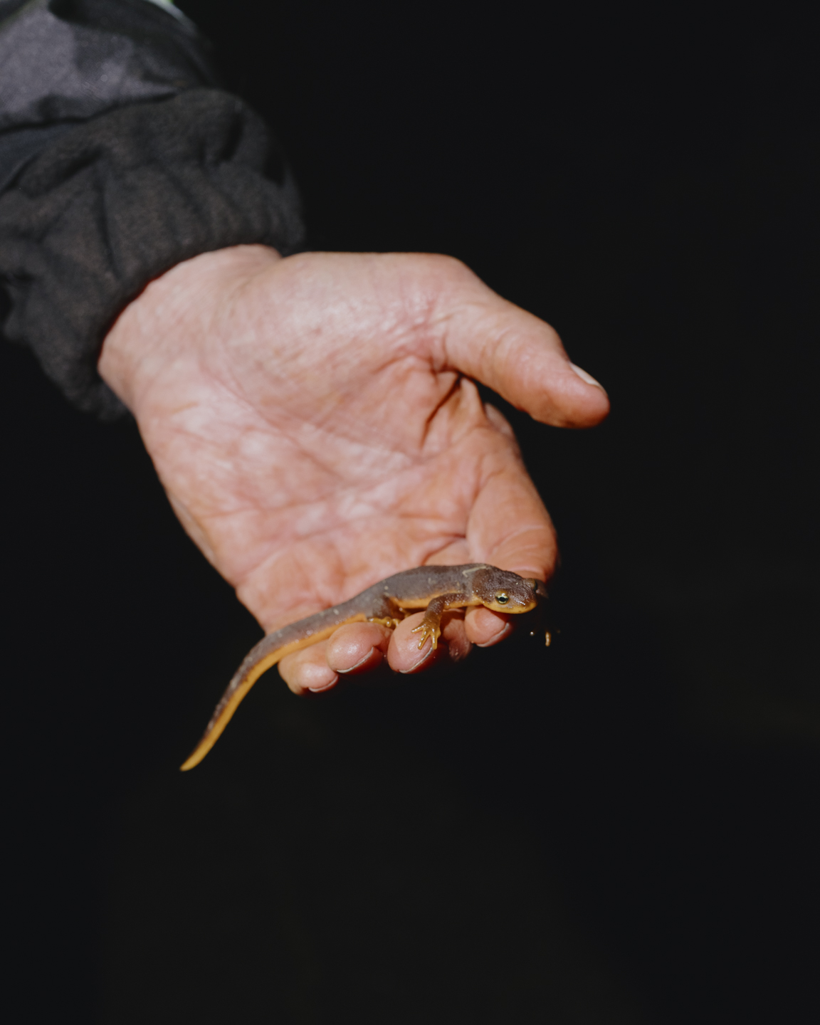 Commission photograph 116