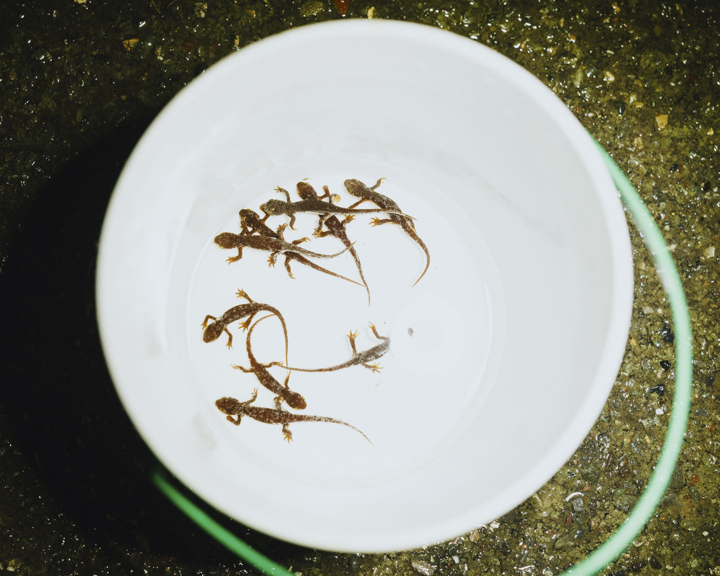 Commission photograph 118