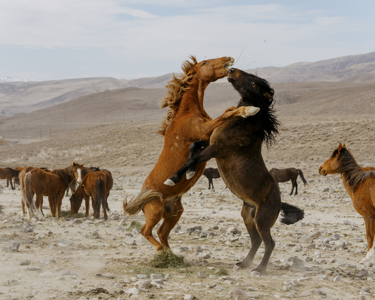 Commission photograph 126