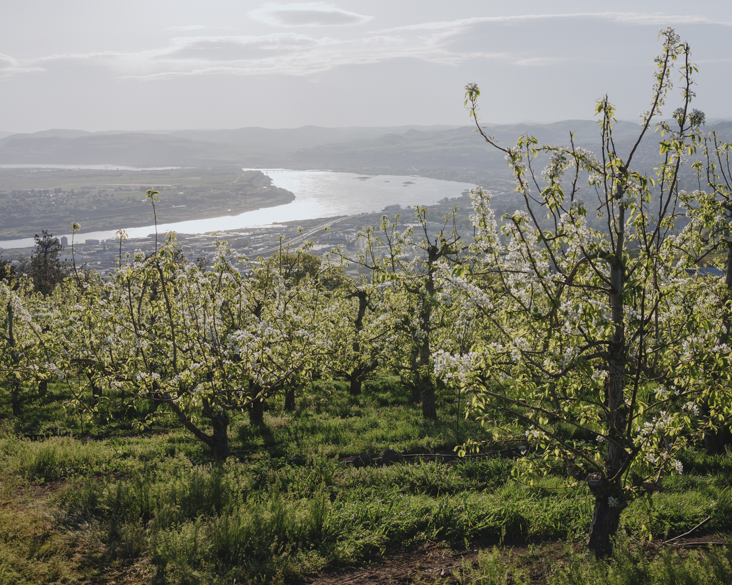 Commission photograph 135