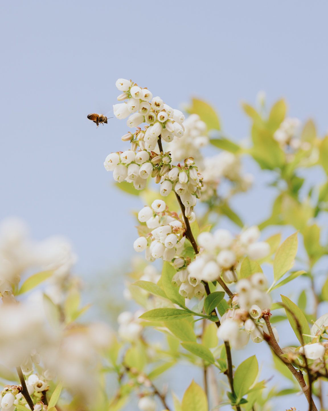 Commission photograph 139