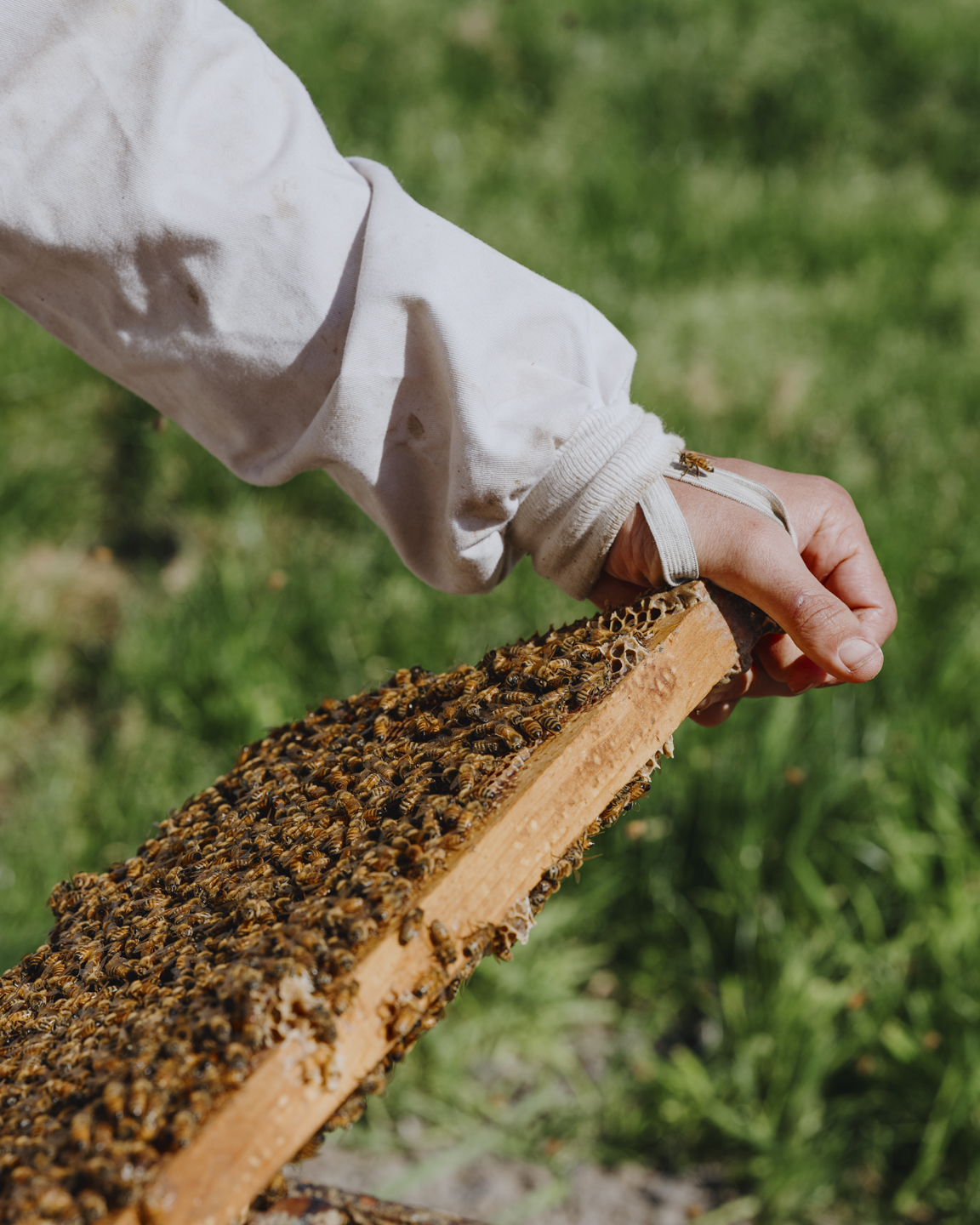 Commission photograph 141