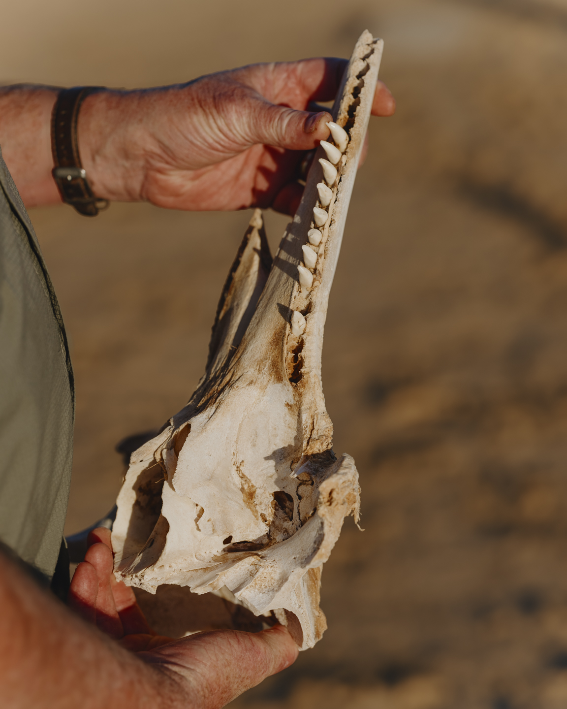 Commission photograph 155