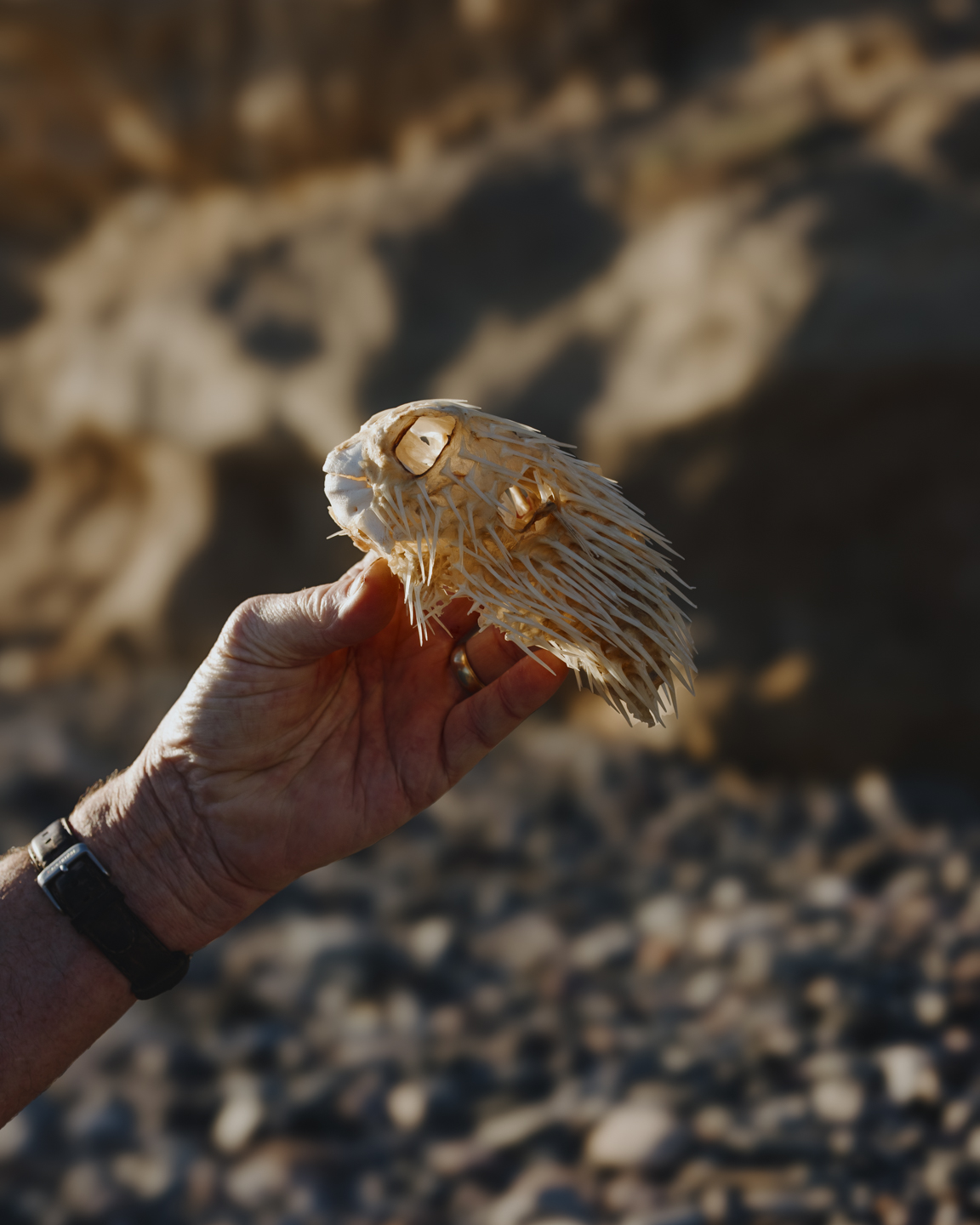 Commission photograph 160