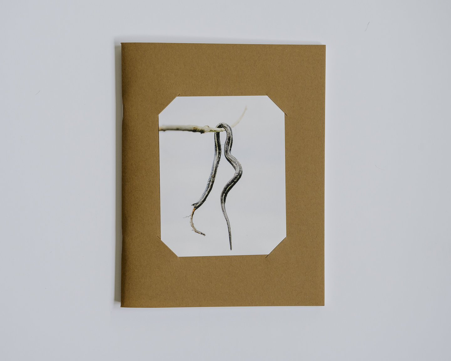 Lost Dog photograph 1