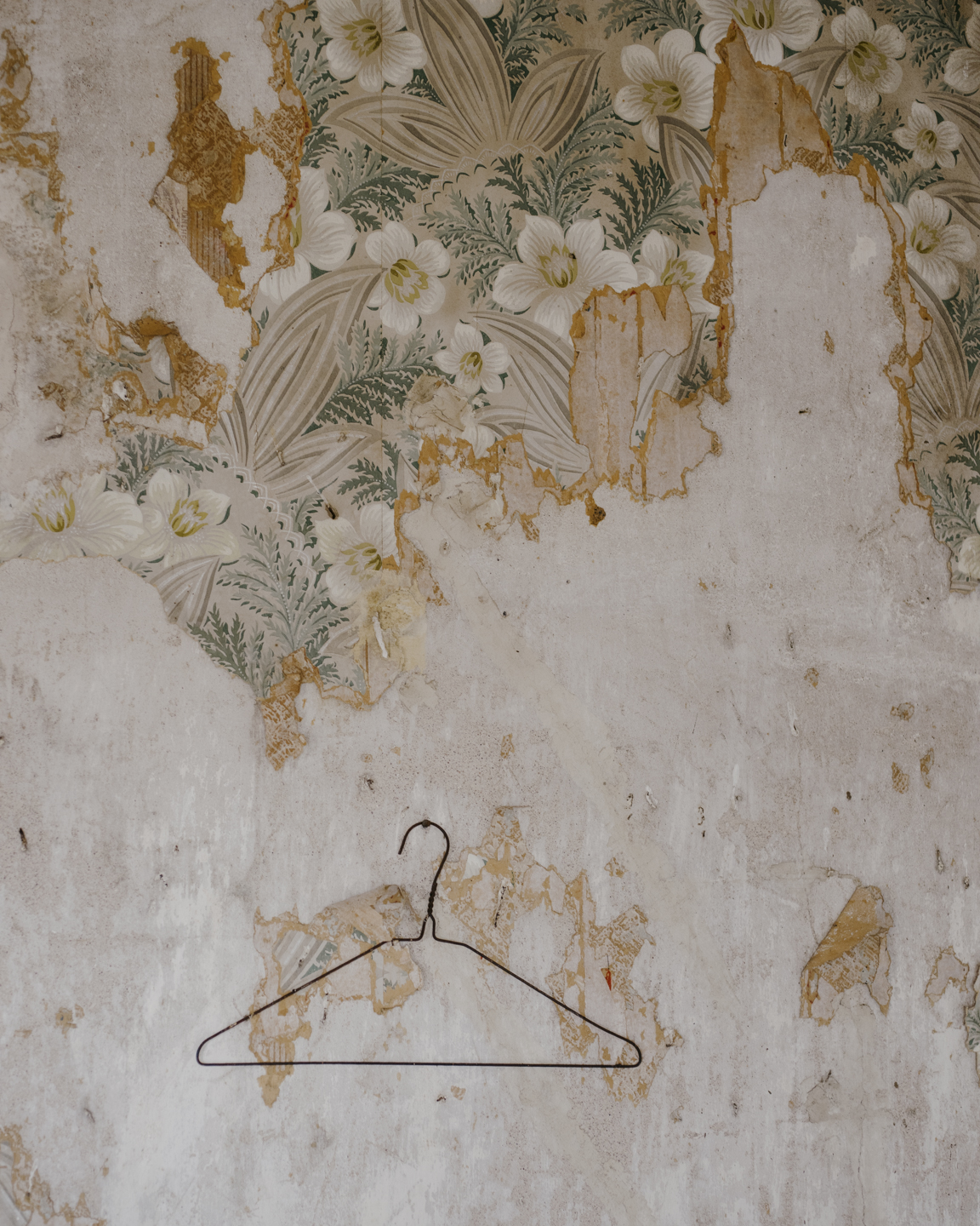 Lost Dog photograph 3