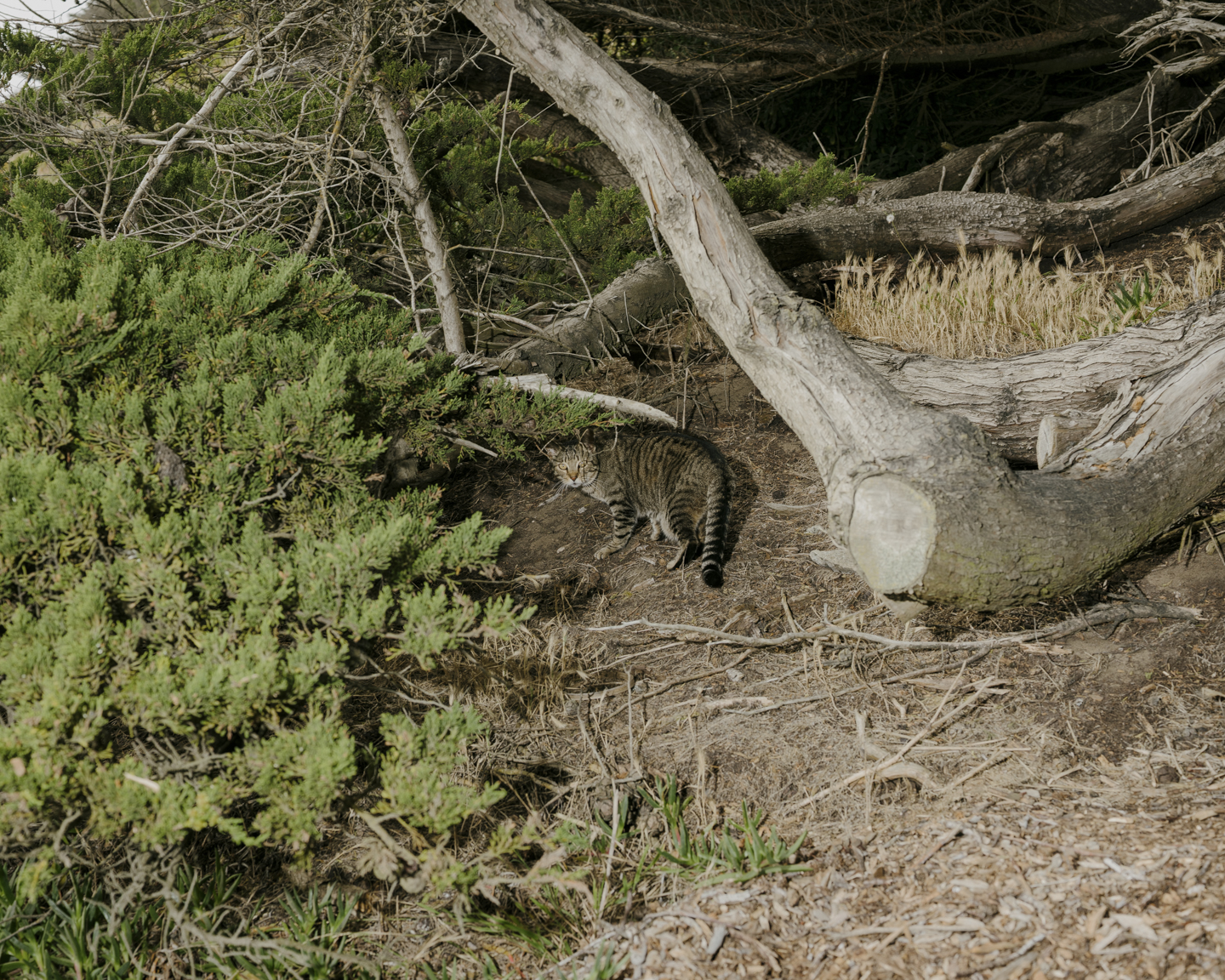 Lost Dog photograph 6