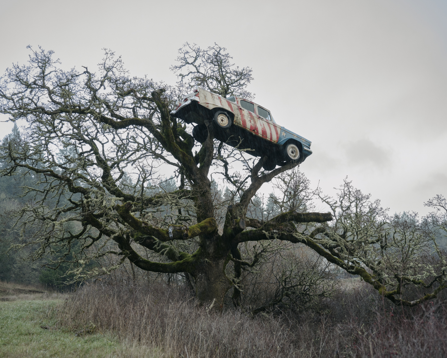 Lost Dog photograph 7