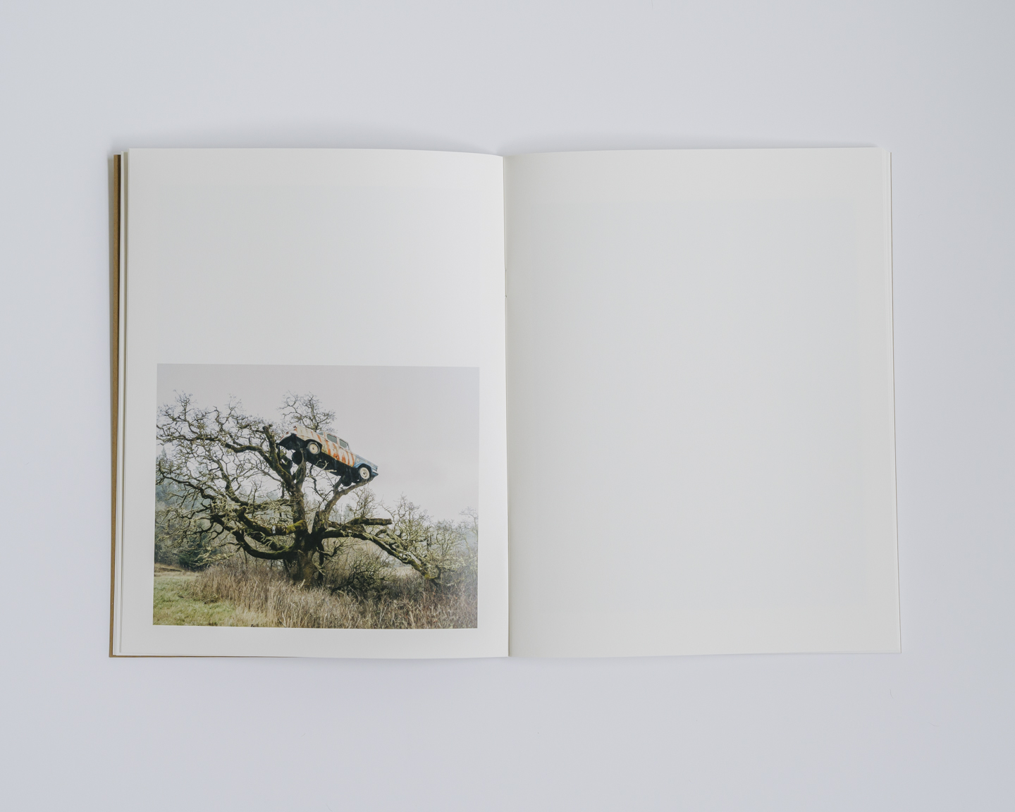 Lost Dog photograph 9