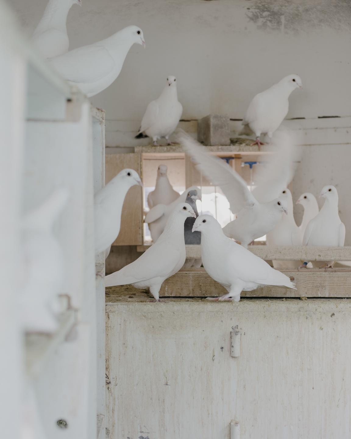 Lost Dog photograph 11