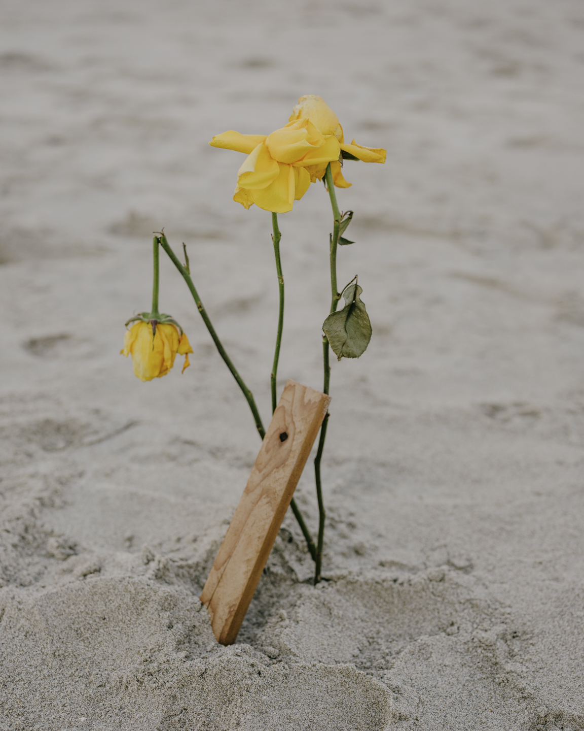 Lost Dog photograph 12