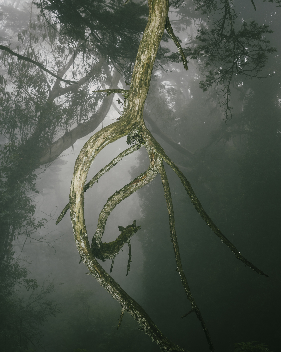 Lost Dog photograph 13