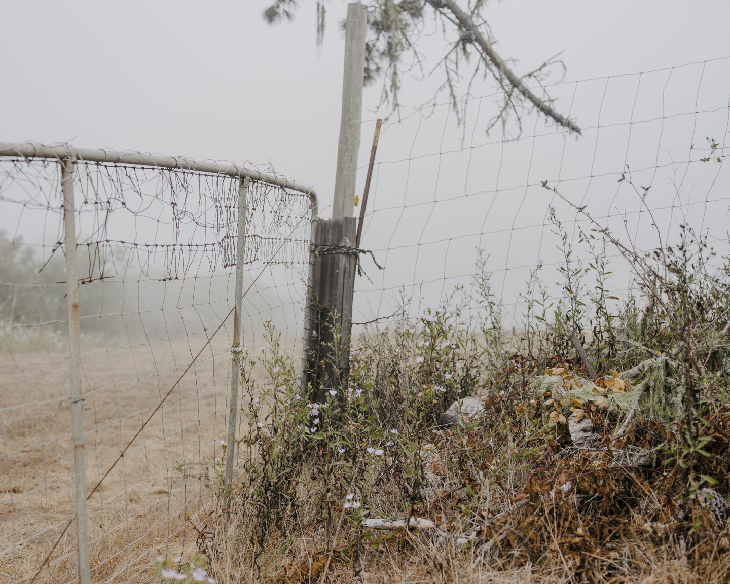 Lost Dog photograph 14