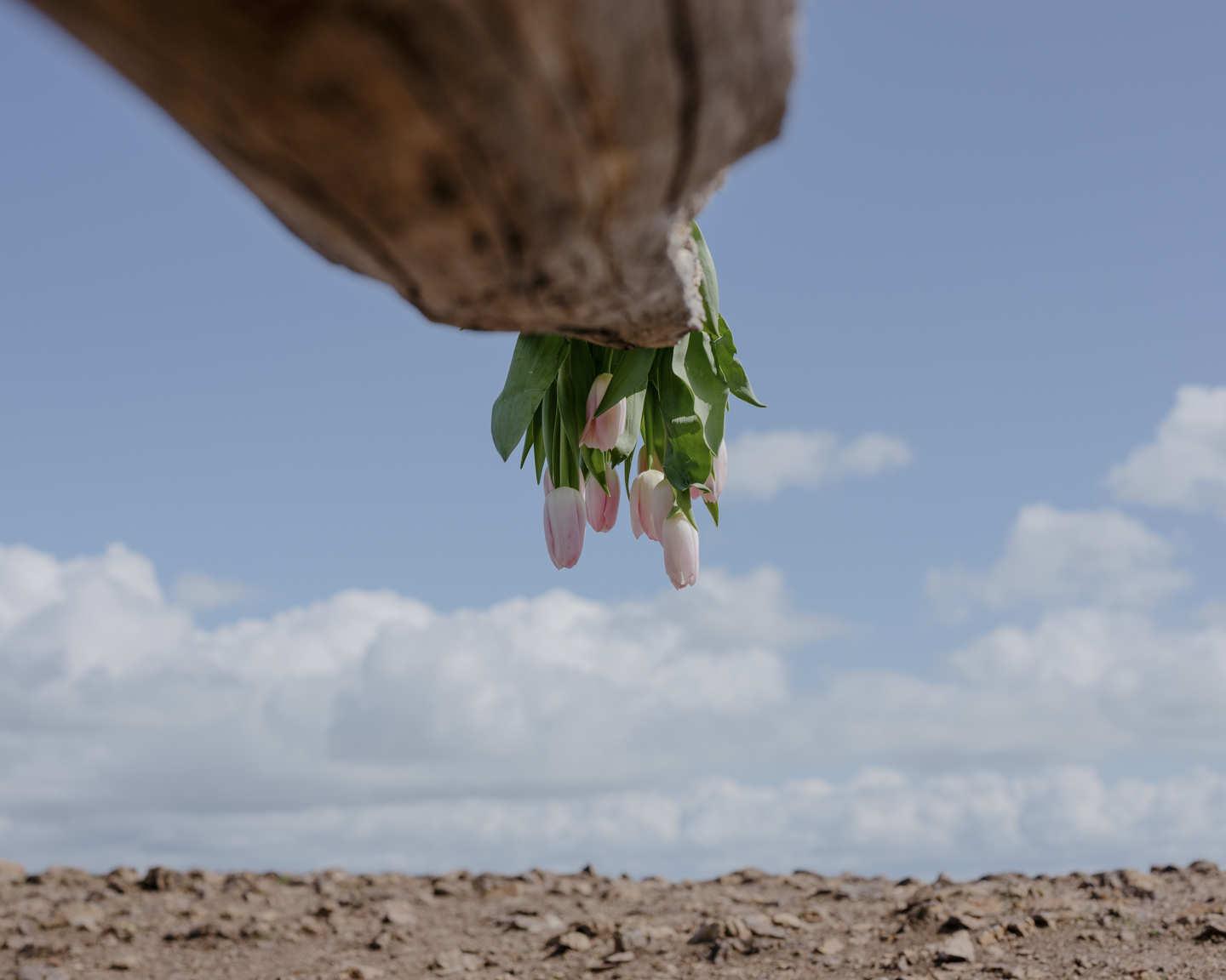 Lost Dog photograph 16