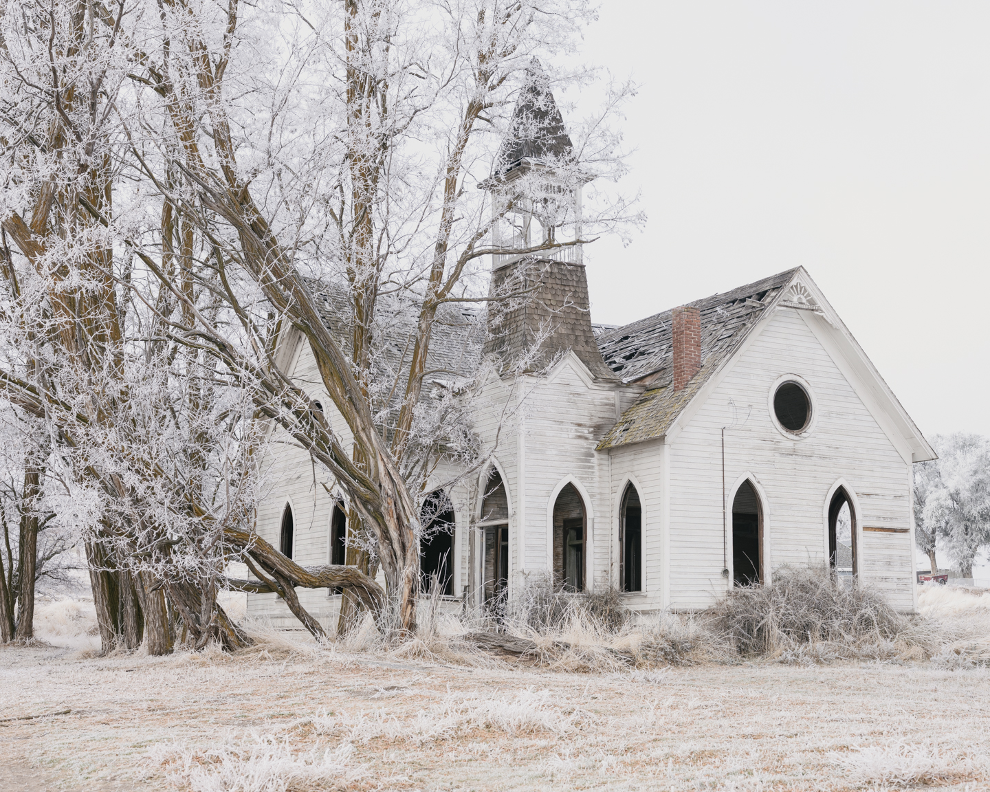 Lost Dog photograph 19