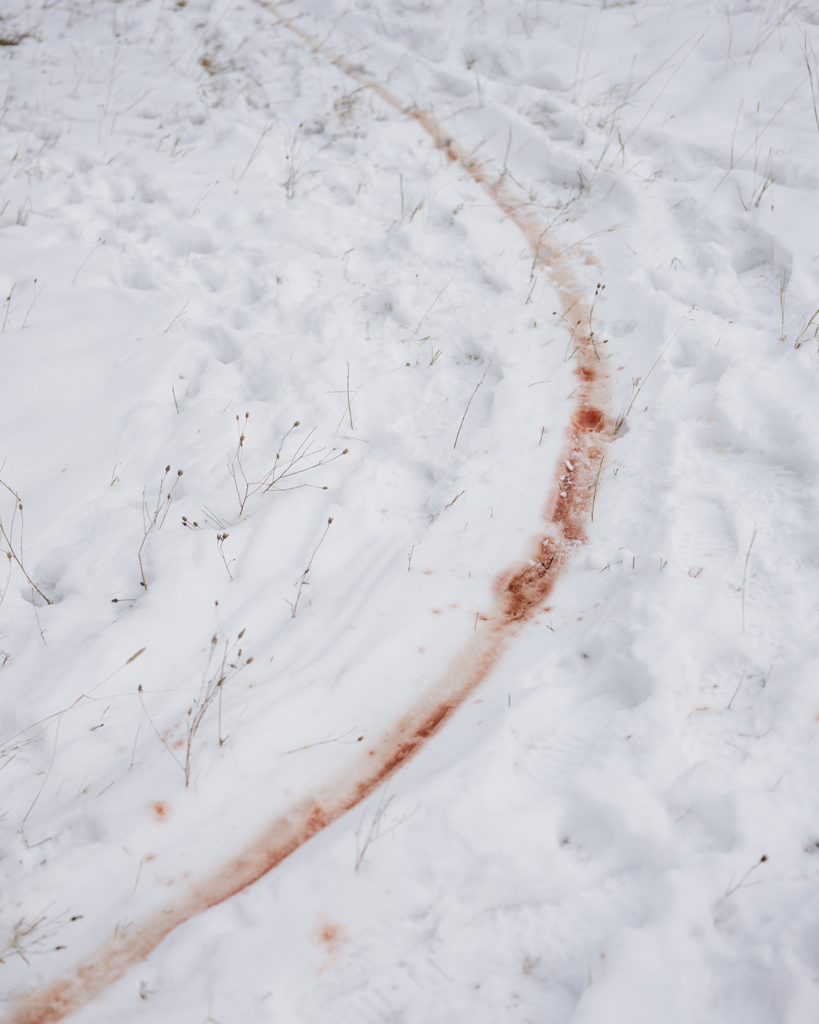 Lost Dog photograph 20