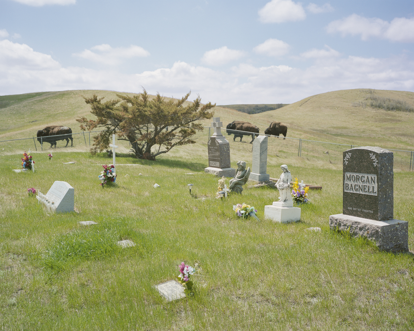 Meadowlark photograph 2