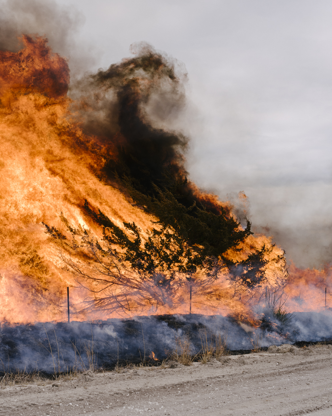 Meadowlark photograph 8