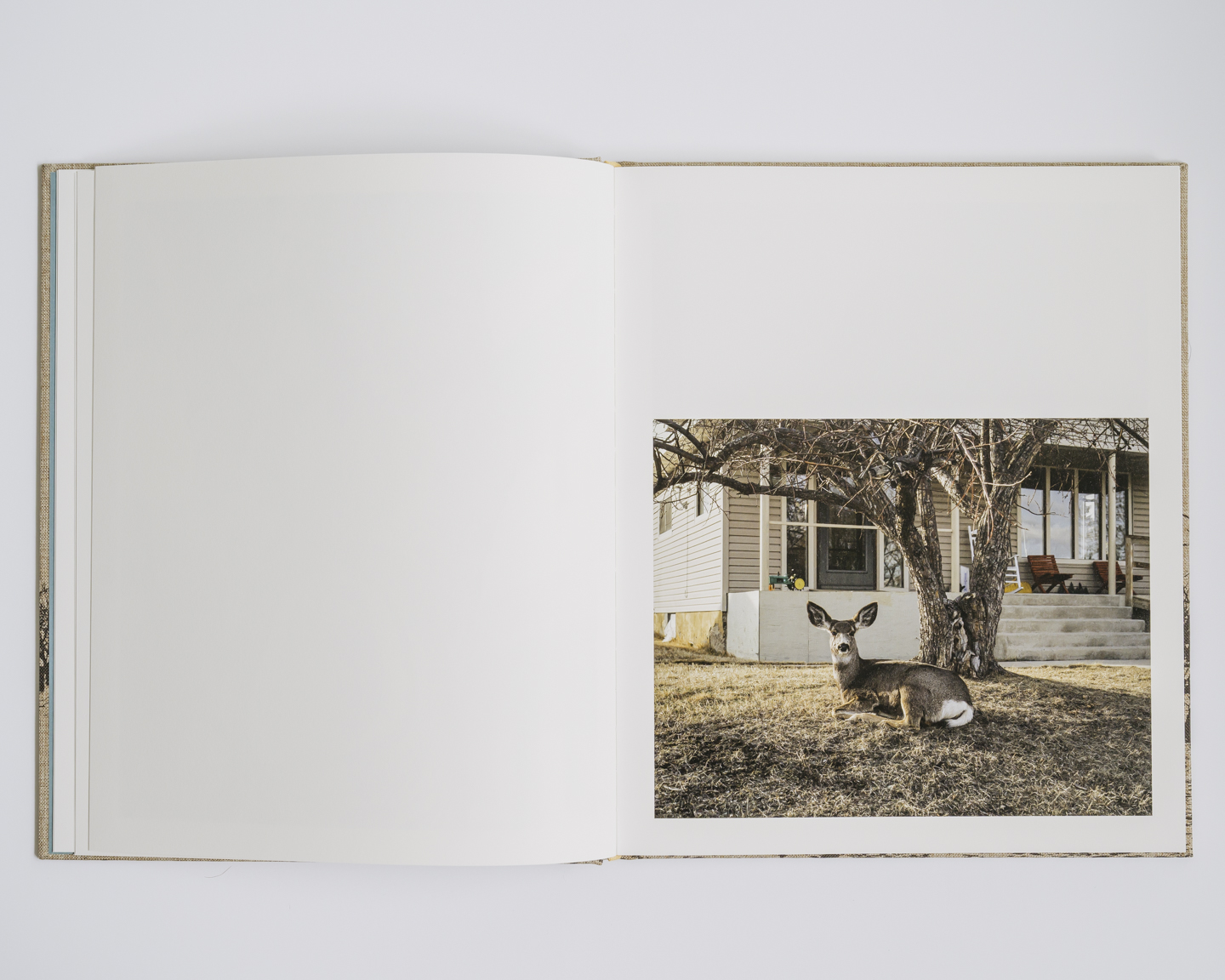 Meadowlark photograph 9