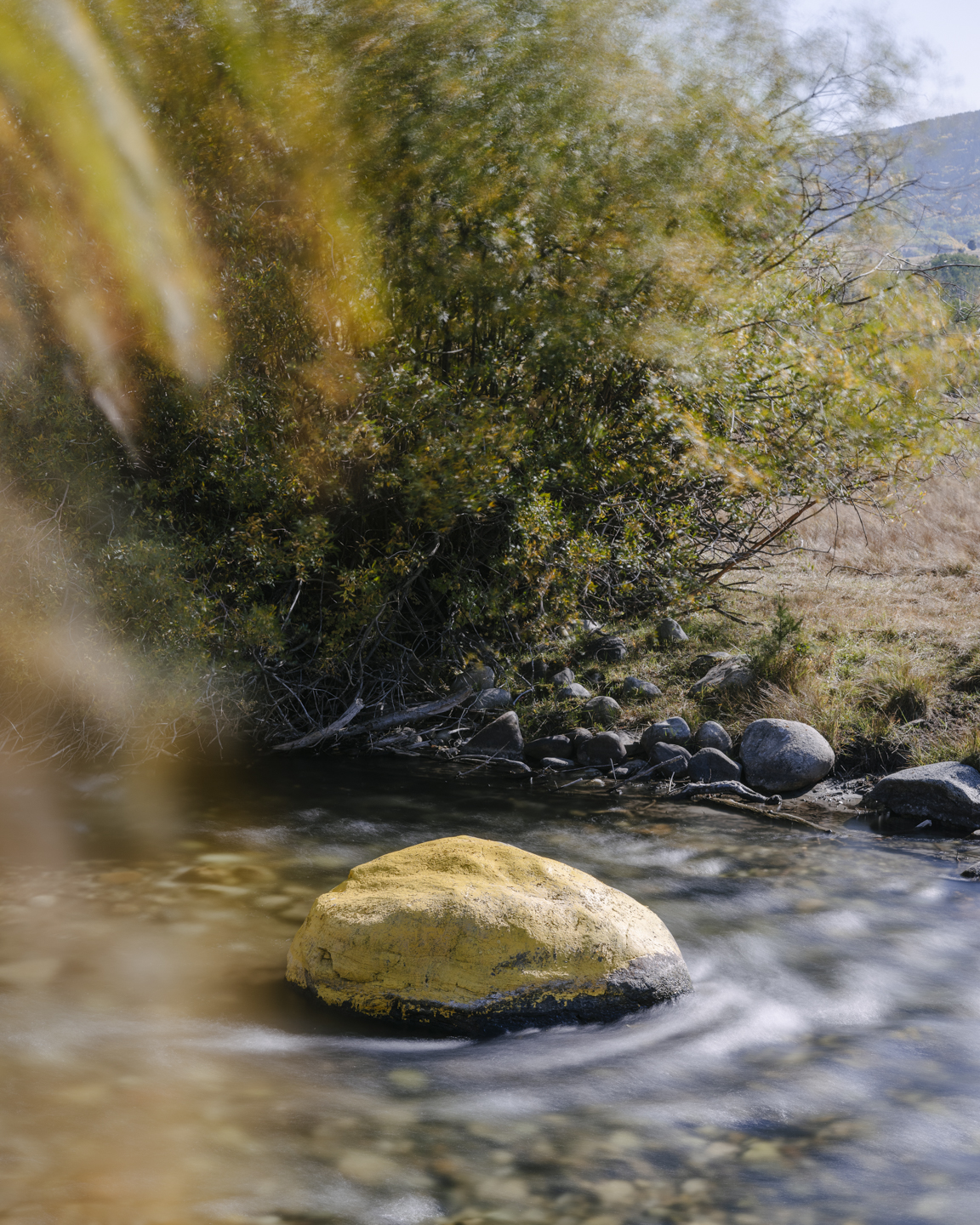 Meadowlark photograph 10