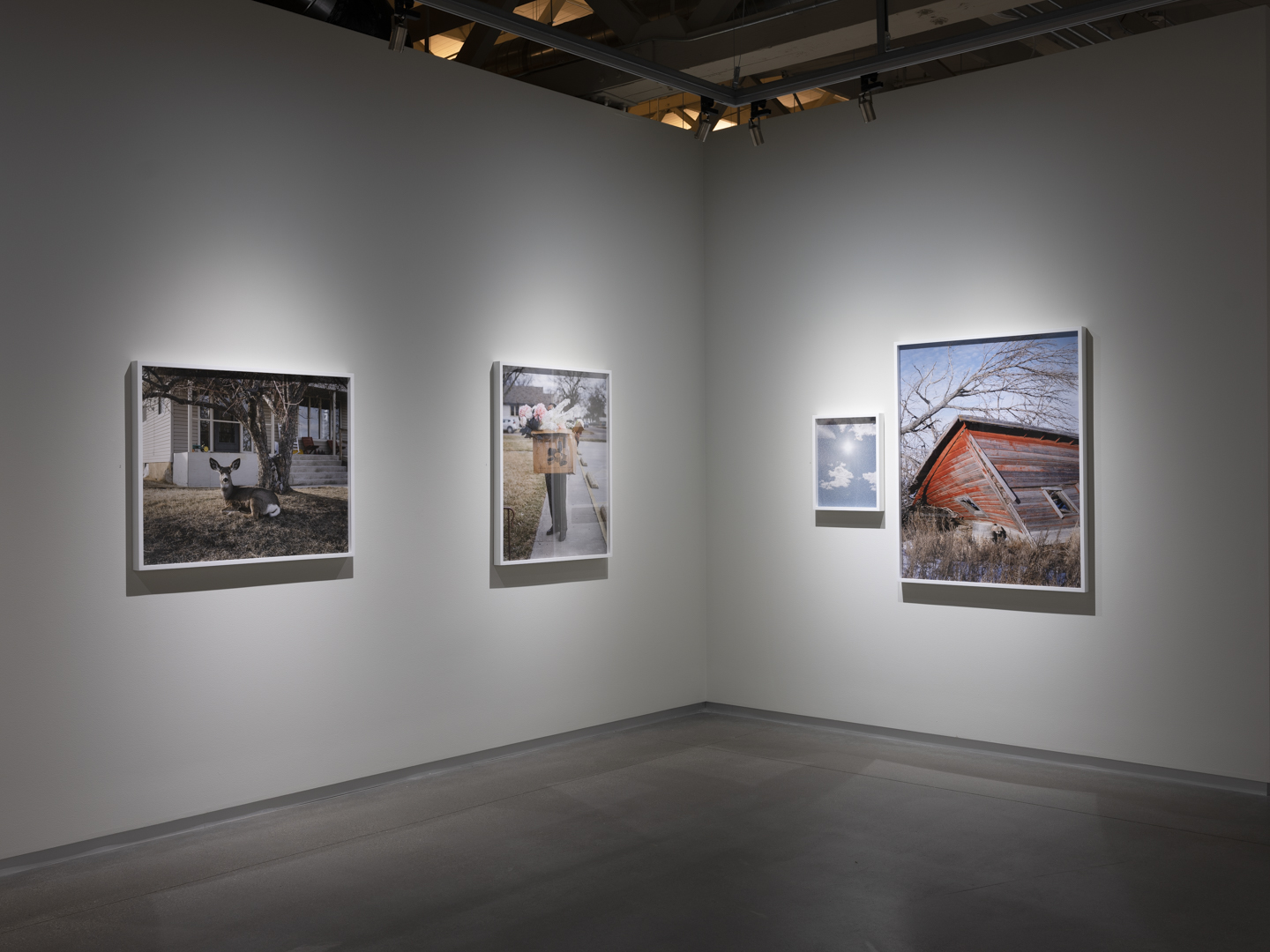 Meadowlark photograph 16