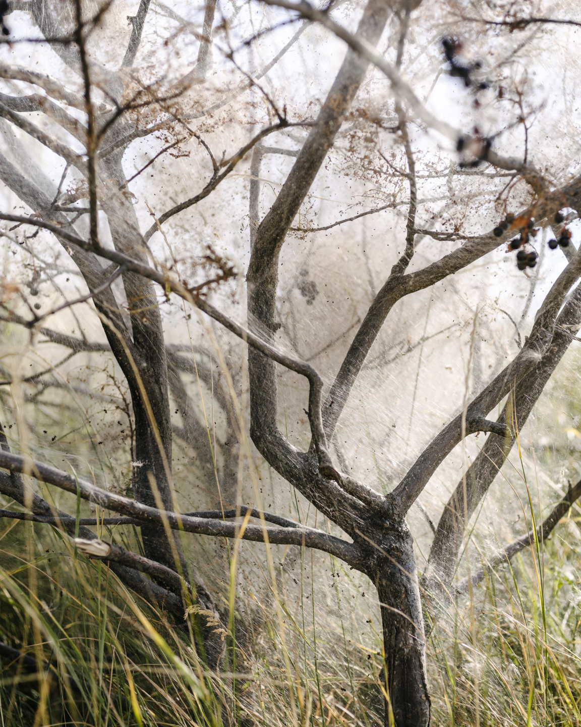 Meadowlark photograph 17