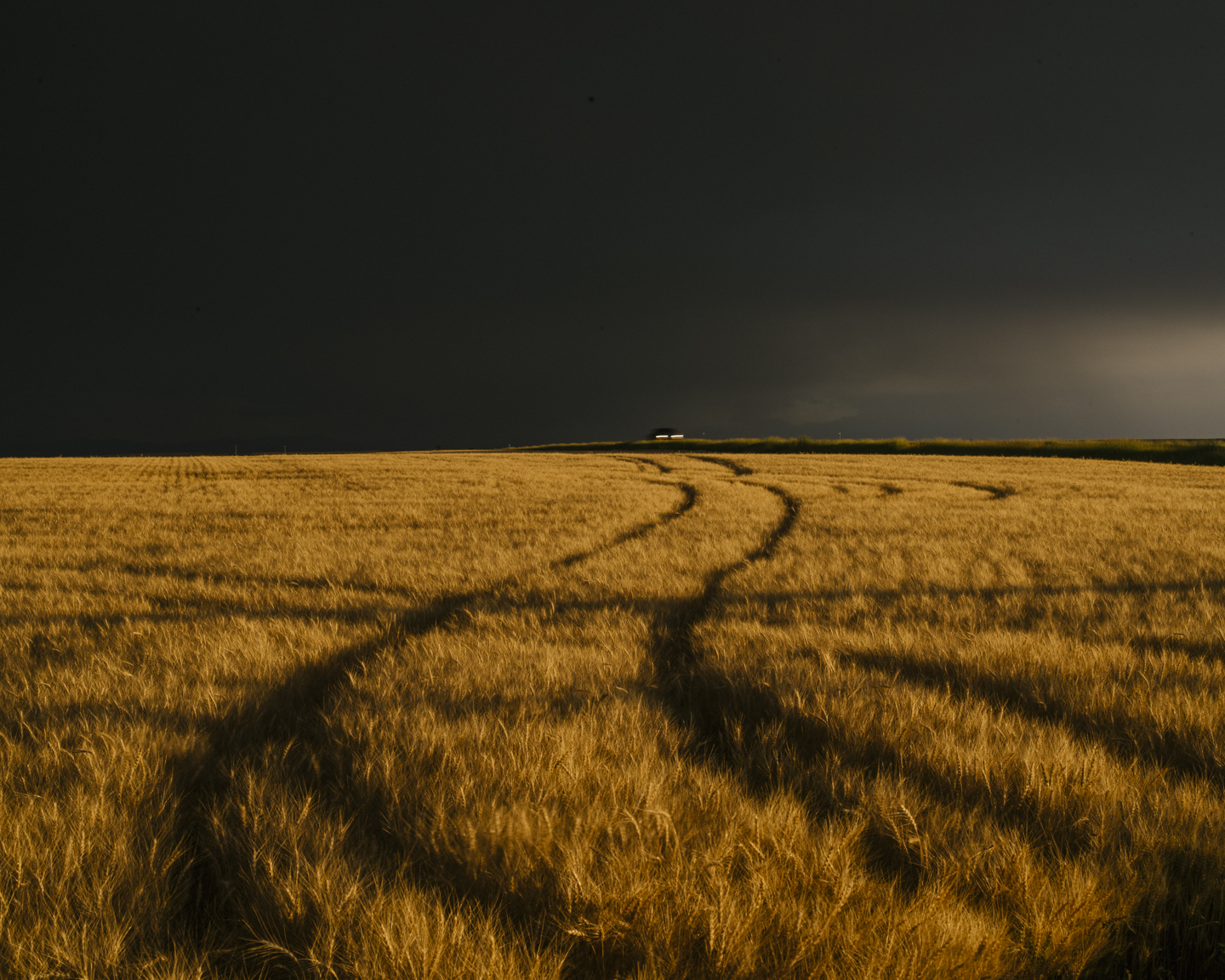 Meadowlark photograph 23